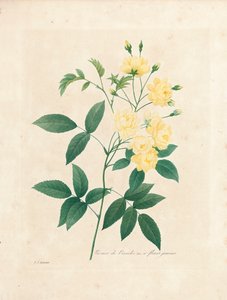 Rosa di Lady Banks, da 